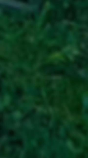 @🌳balijakpkohistan55055🌳