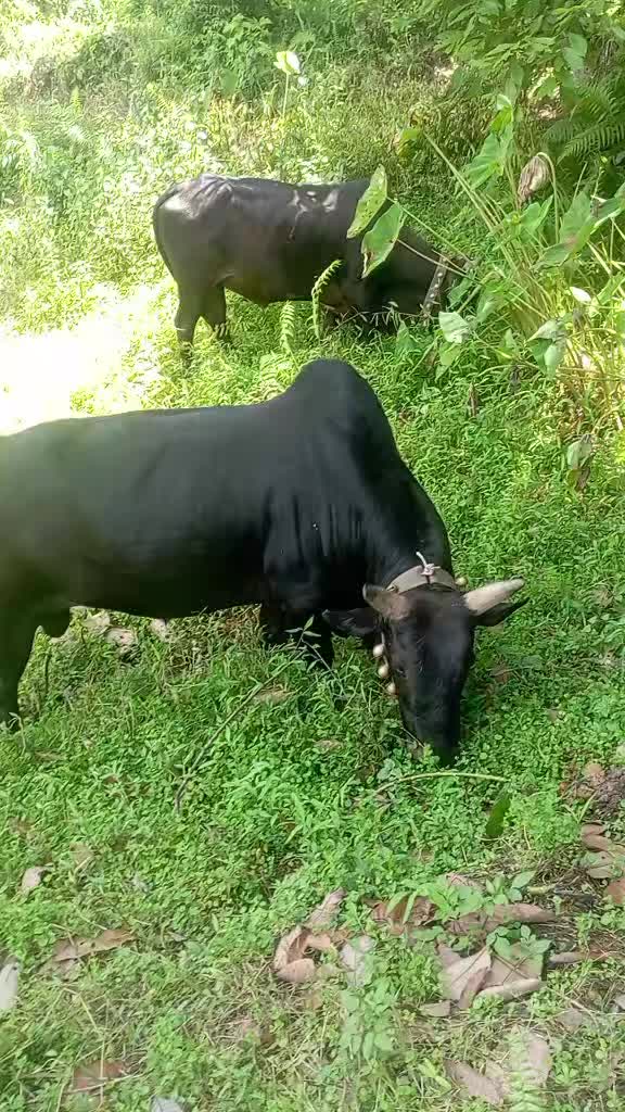 @Tanahun tiger