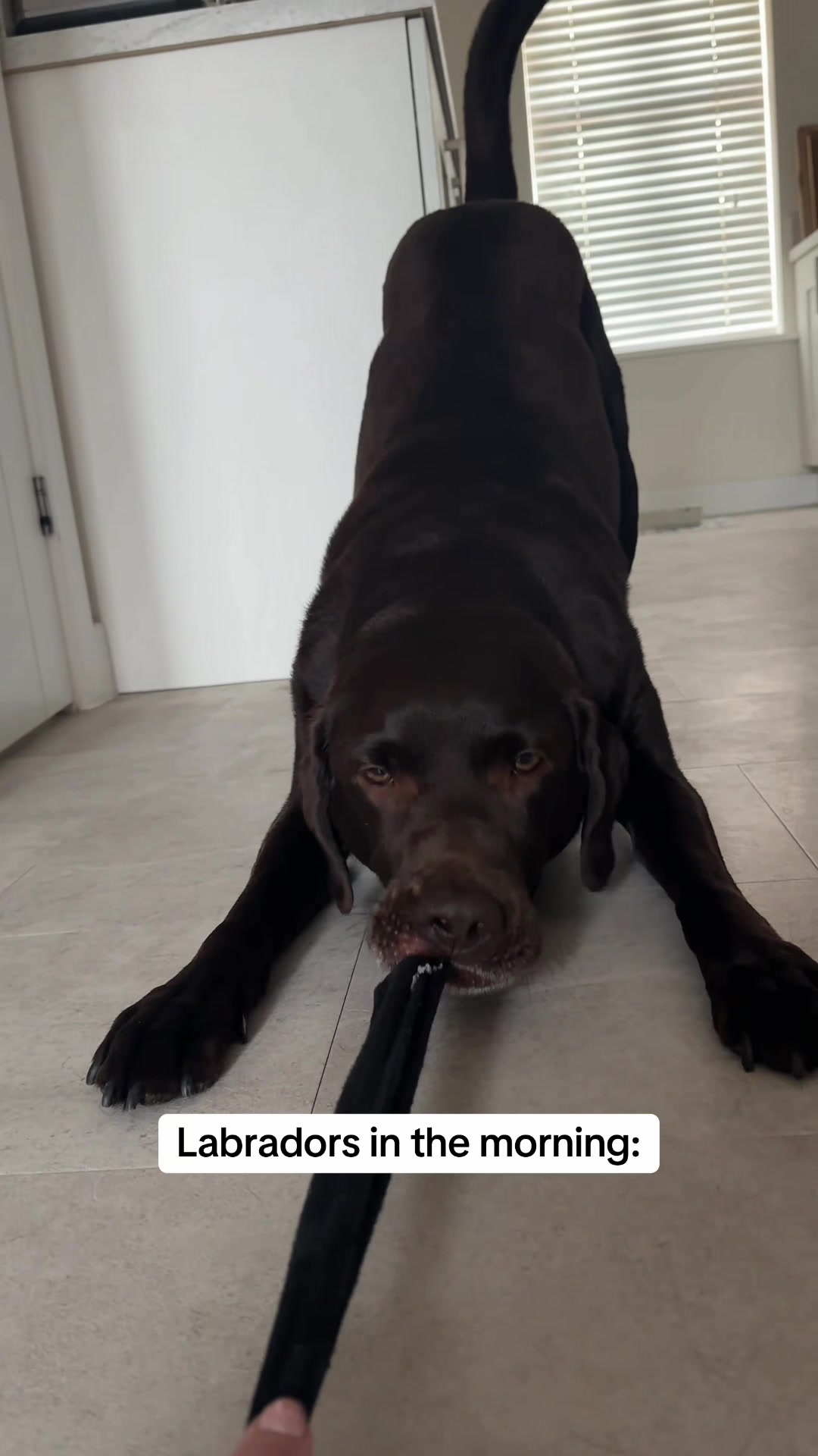 @The Labrador Buddy