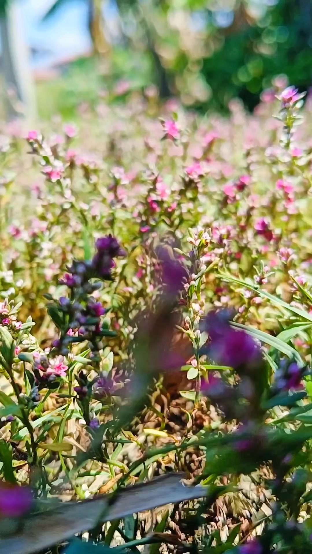 @Bloomora 🌸✨