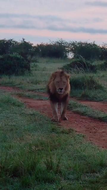 @Guzzicar🦁