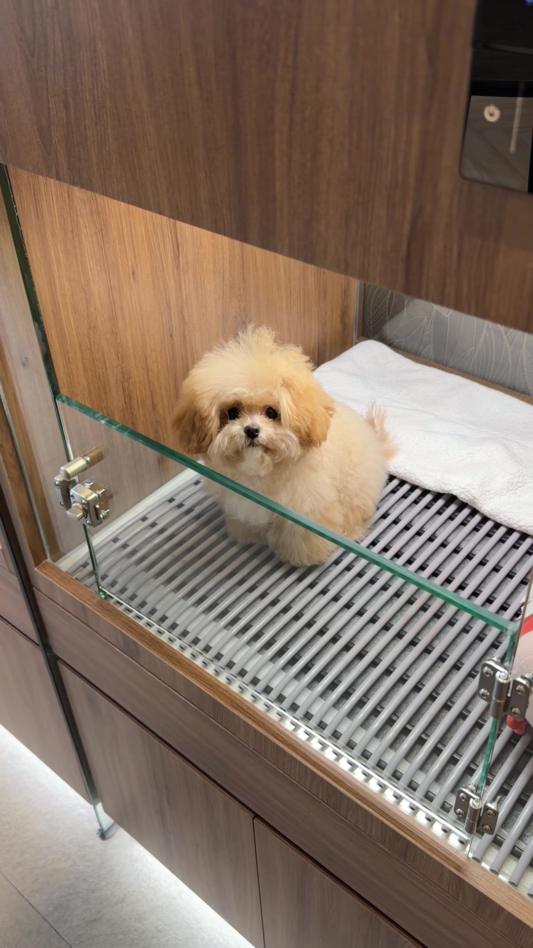 @JC Dog Republic