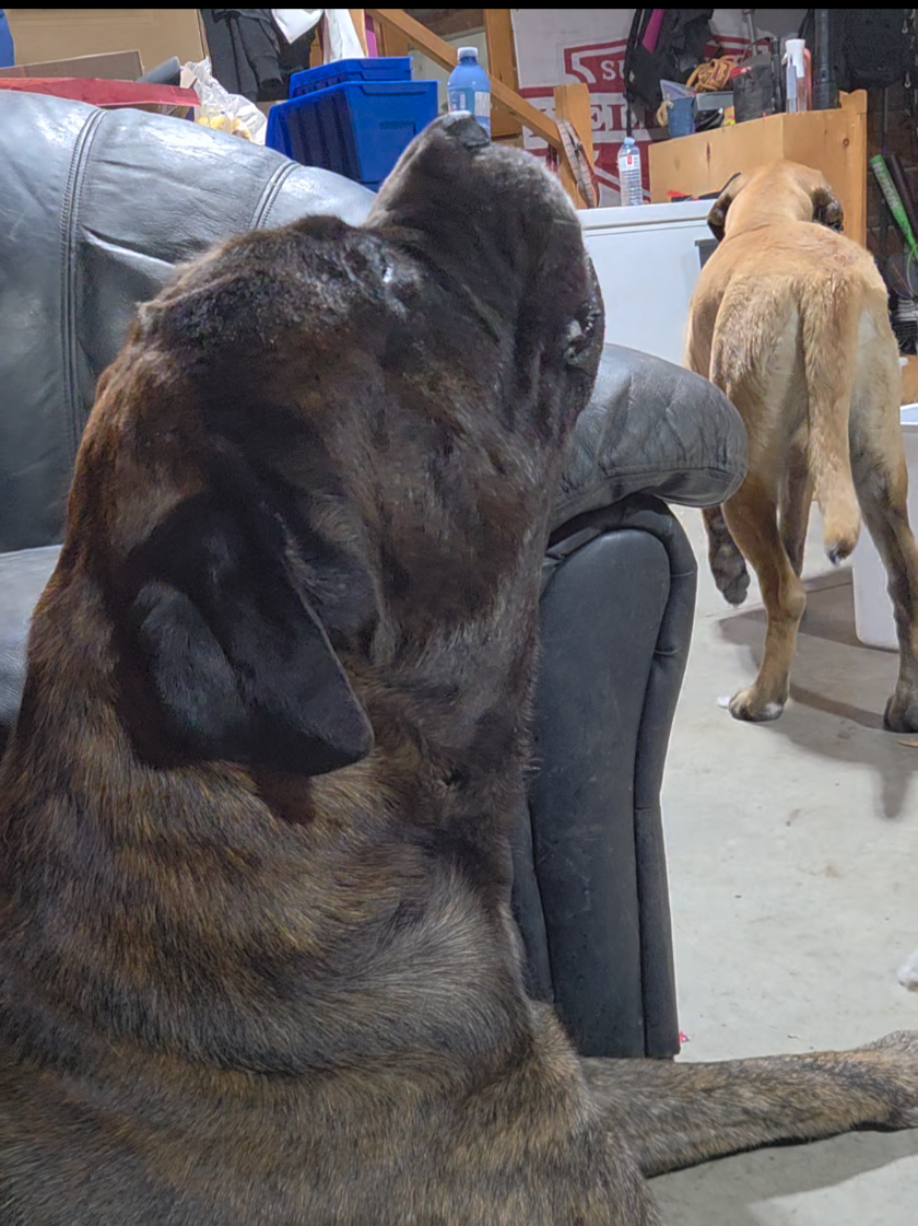 @Maple Mastiffs