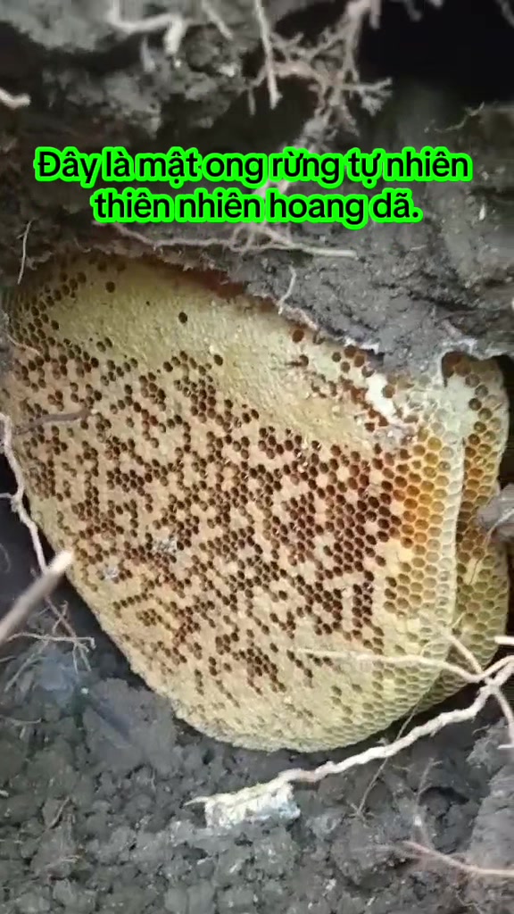 @Mật rừng T&acirc;y nguy&ecirc;n Đaklak