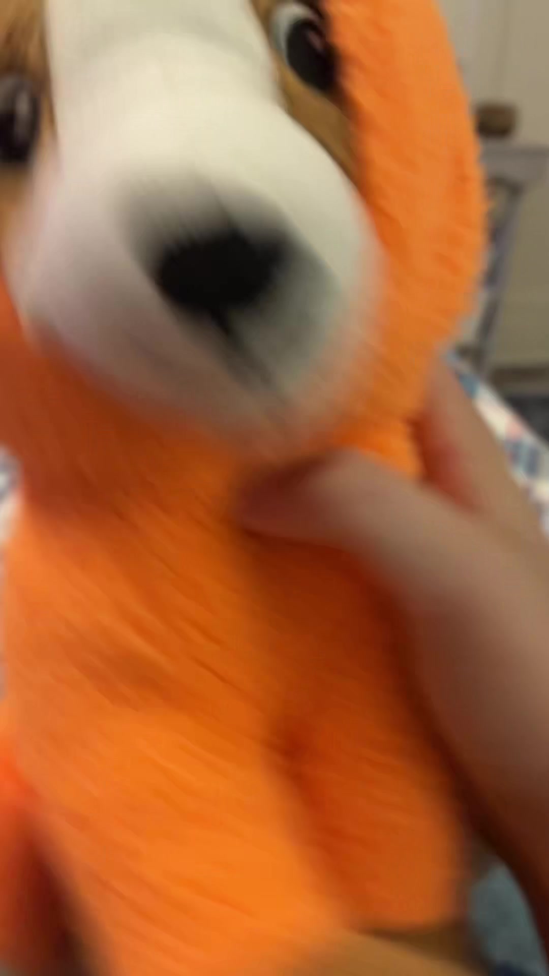 @bear