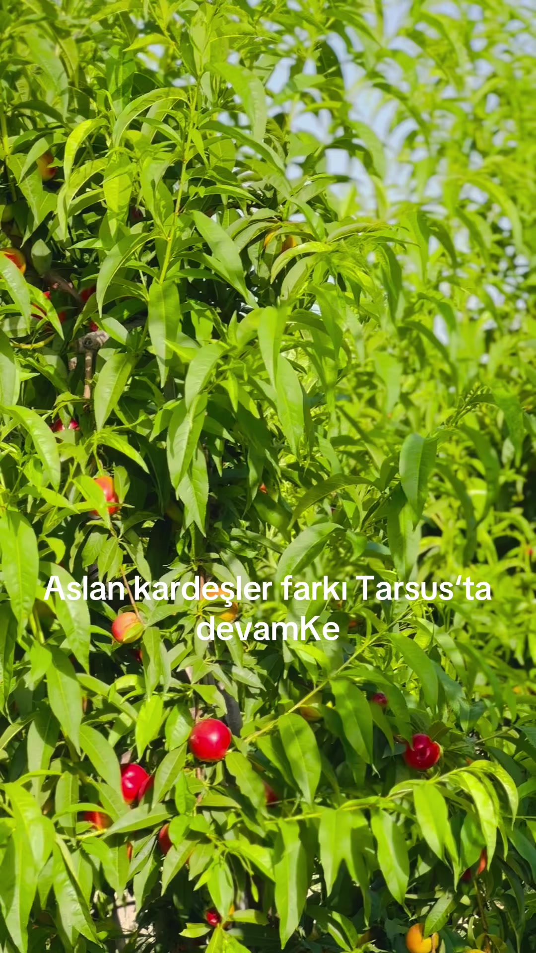 @Çavuş Botan.73