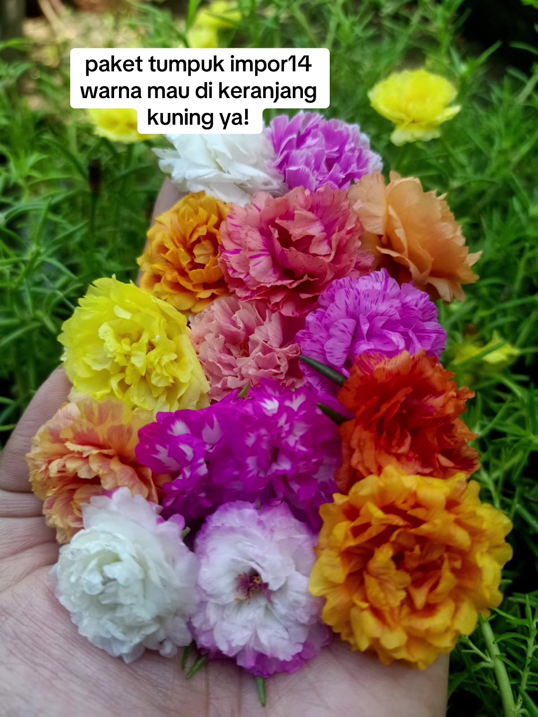 @Xeema_Nursery