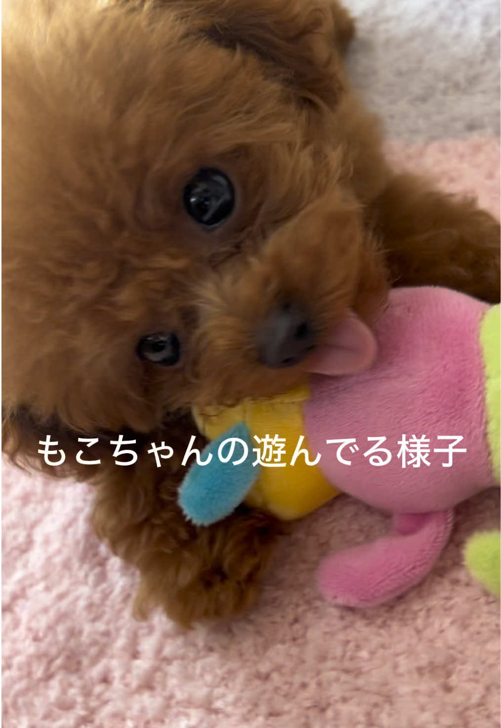 @もこ