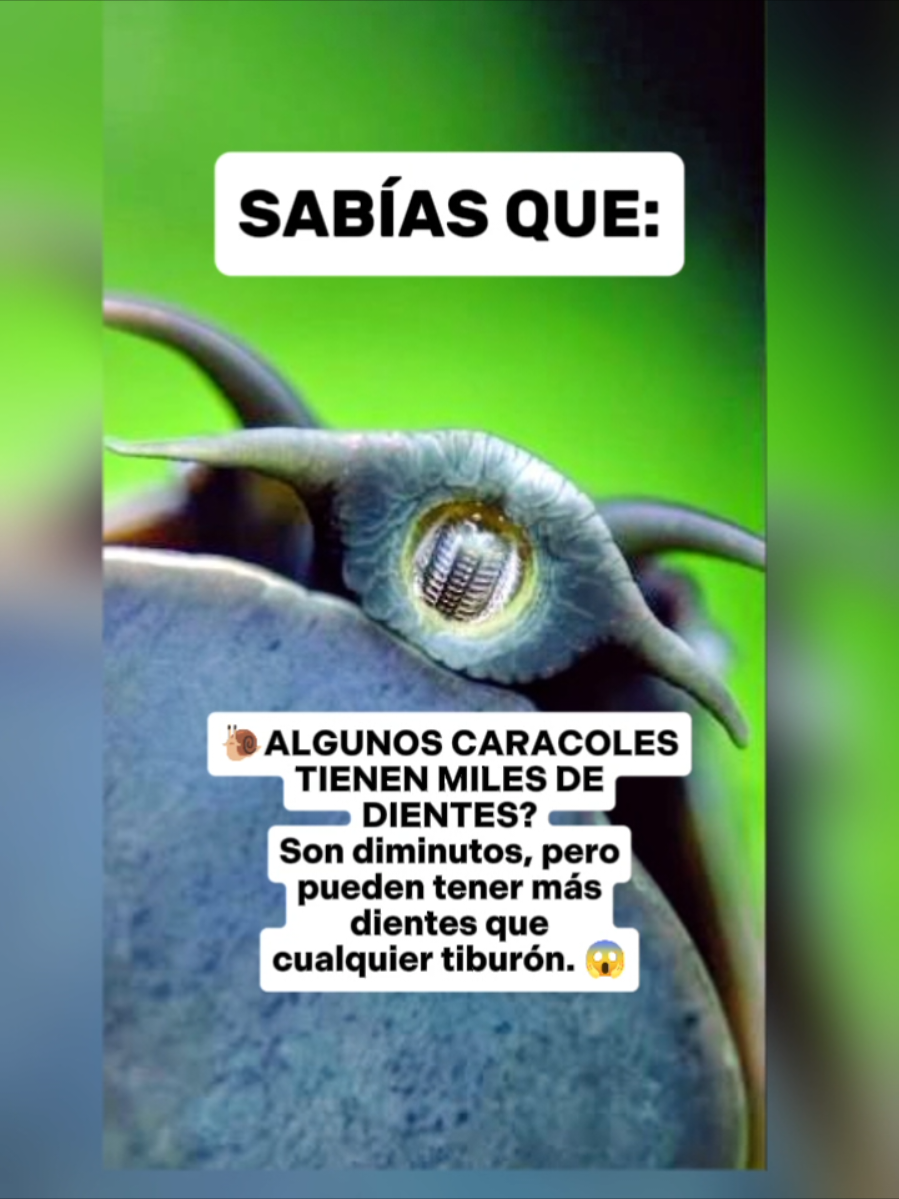 @CLUB DE ANIMALES