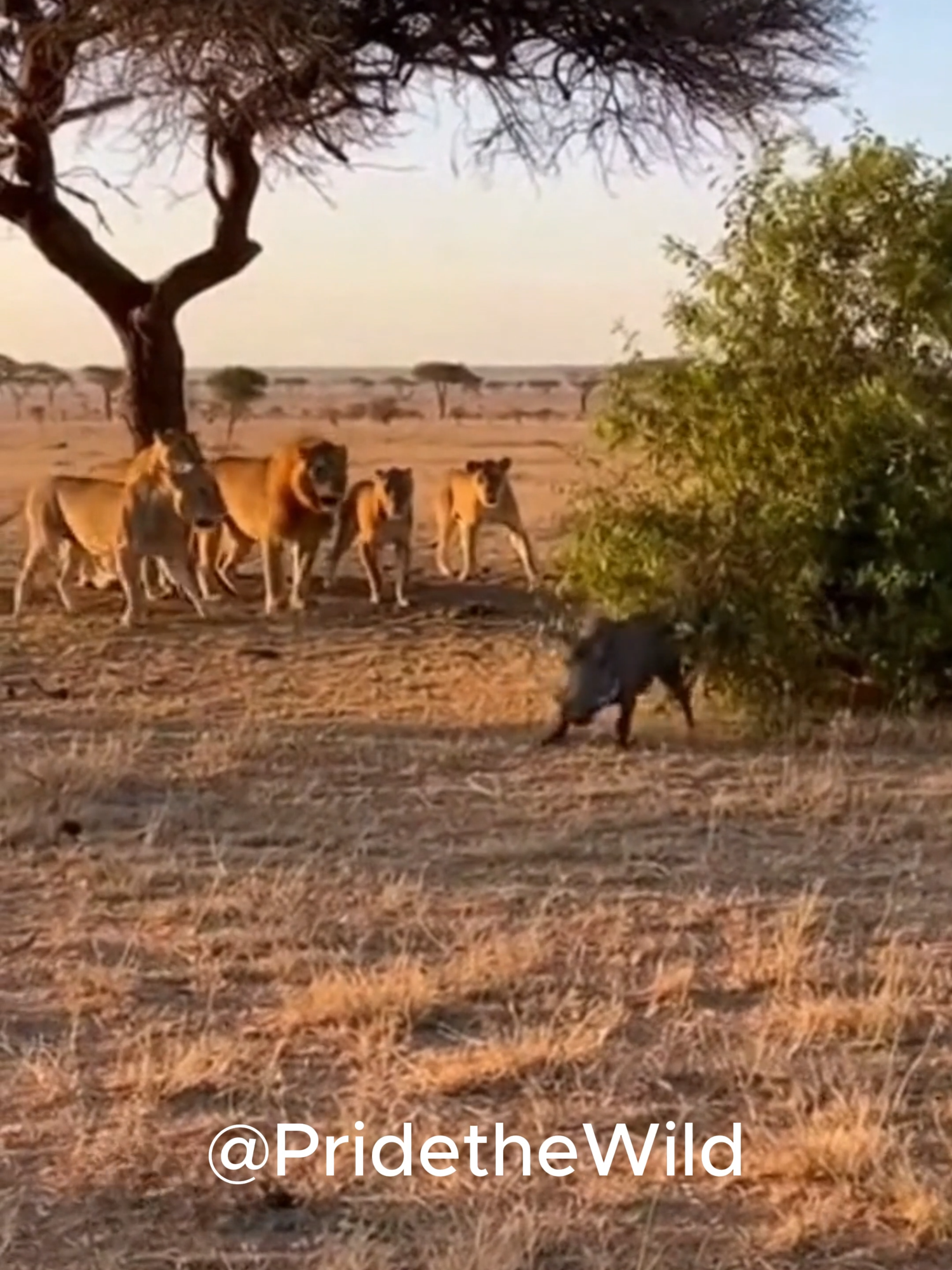 @Pride of the Wild
