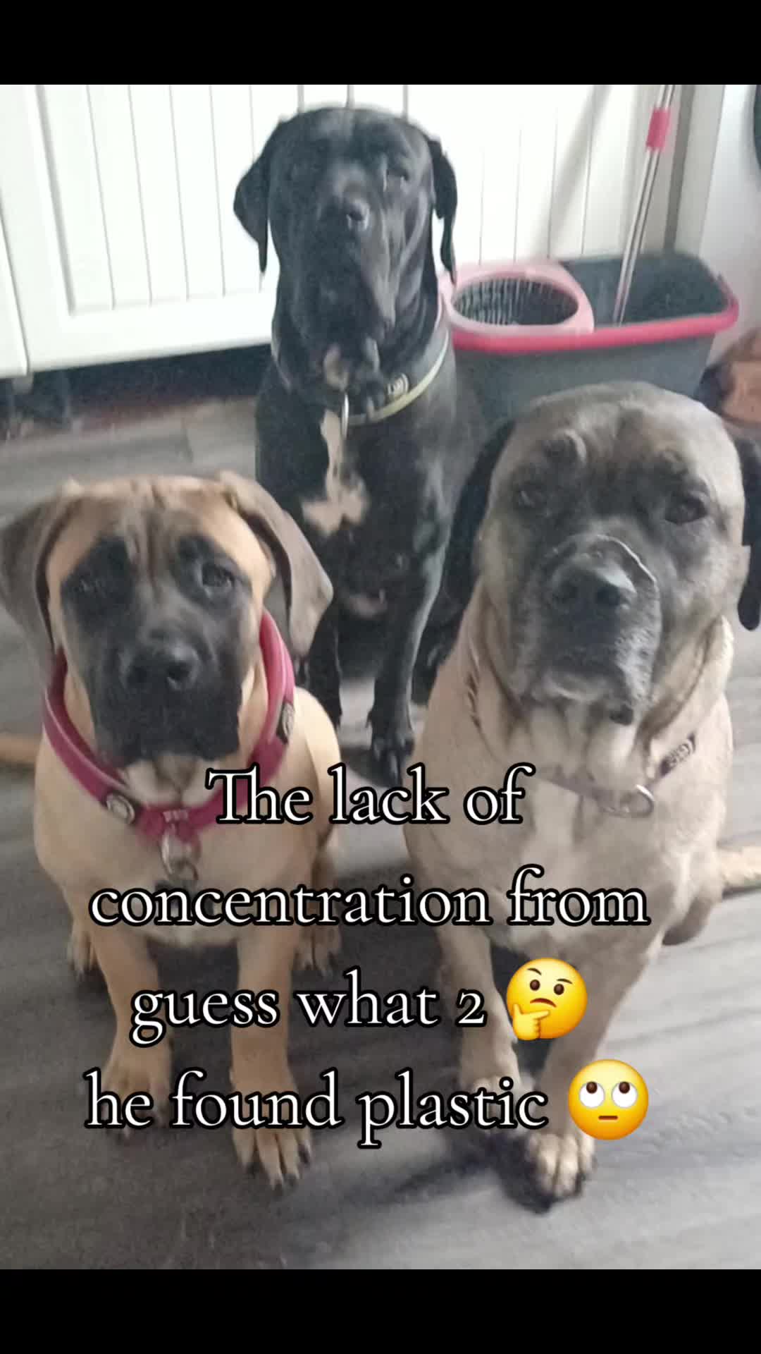 @🇬🇧❤️MastiffMum🐕💙🇬🇧