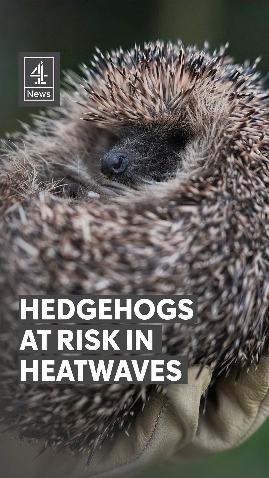 @Channel 4 News