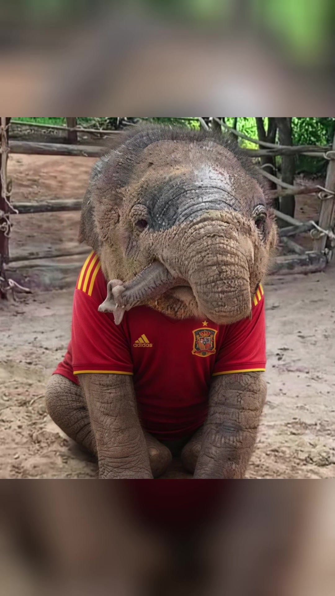 @aoraeeFcMooming🐘❤️