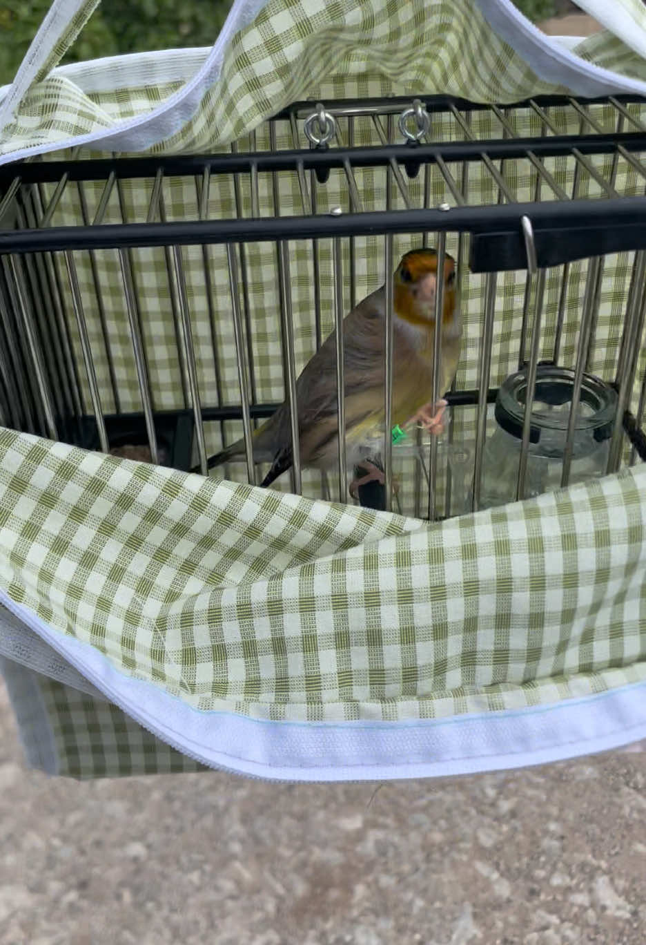 @AviarioAS