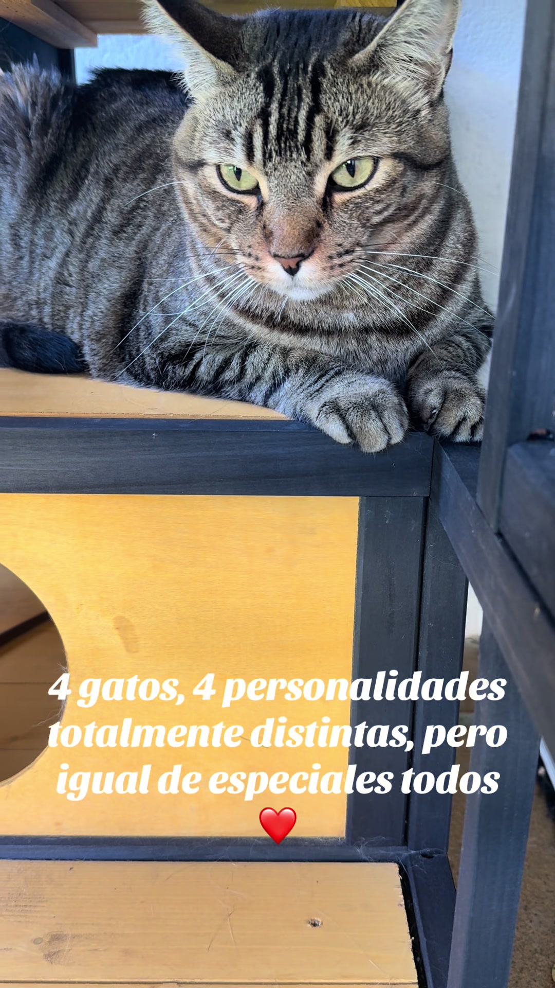 @Ganchito y su tropa