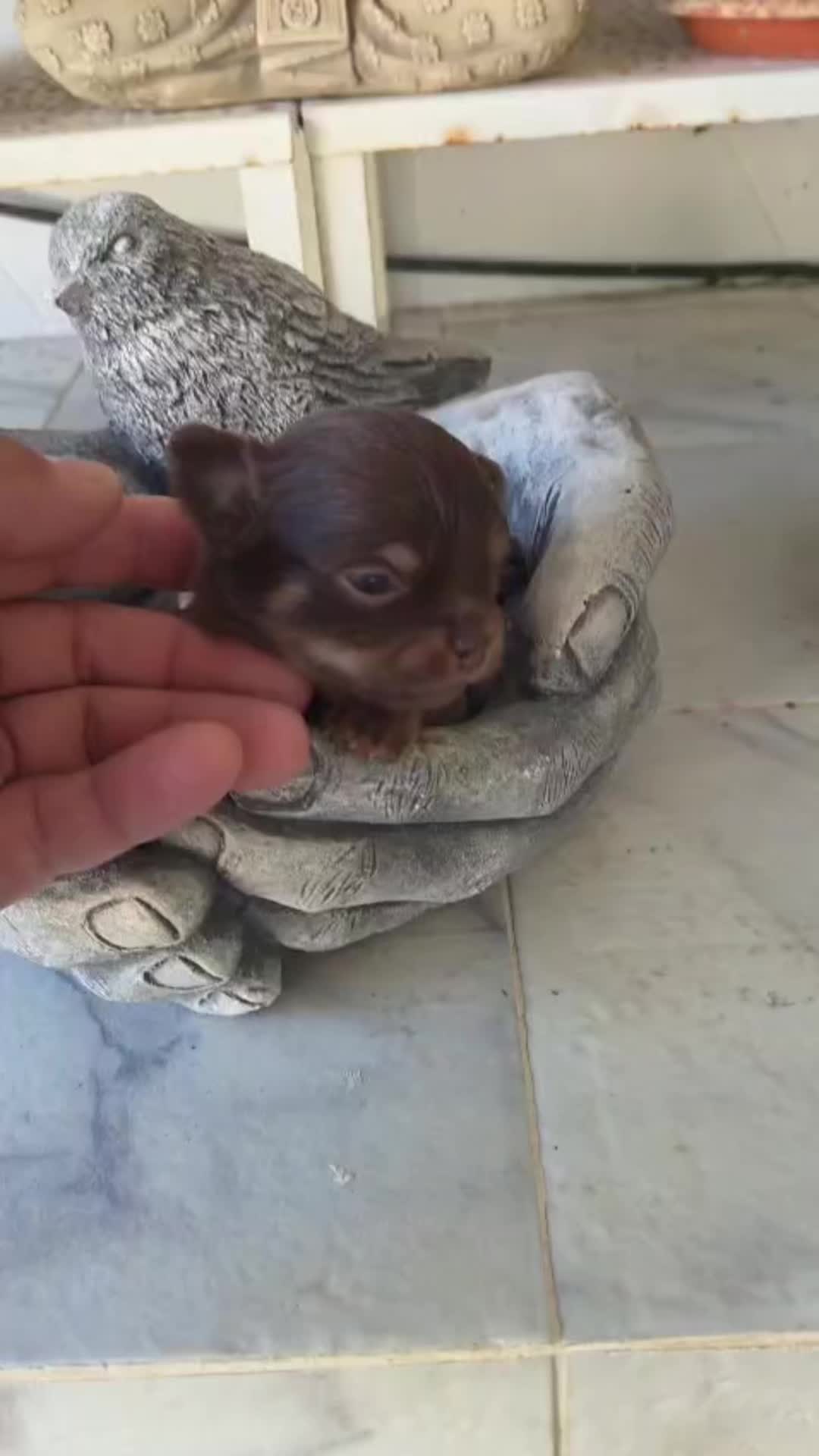 @Mascotas ,cachorritos bonitos