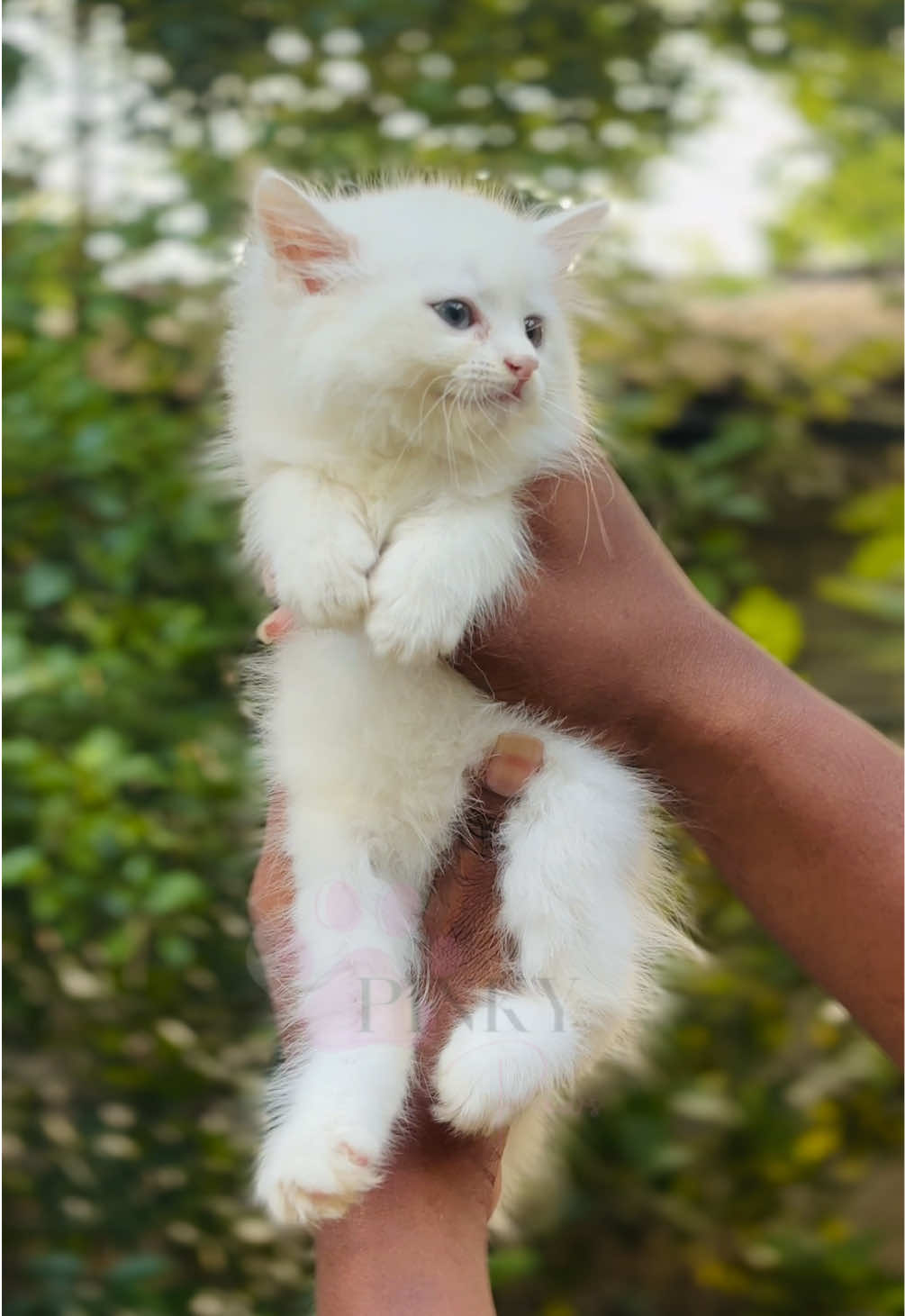 @Pinky Paws