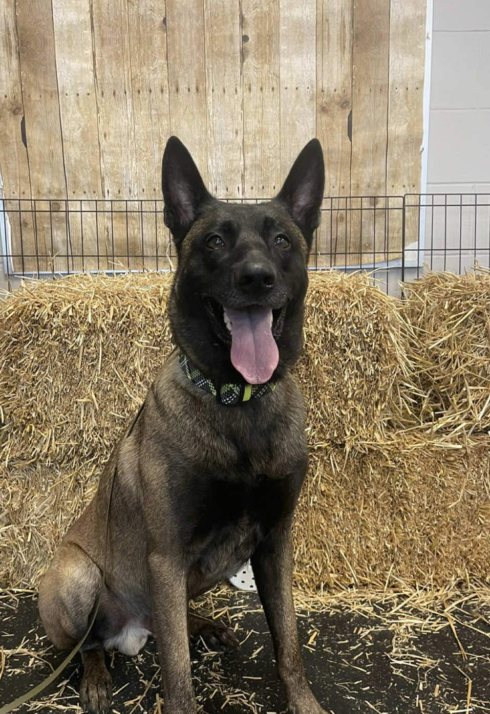 @WaveRyder_k9