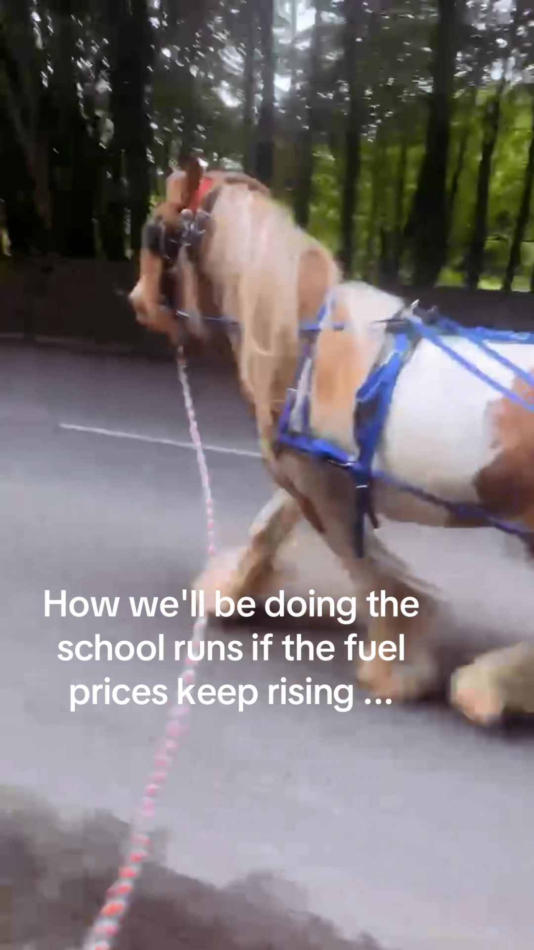 @equinoxk9connections