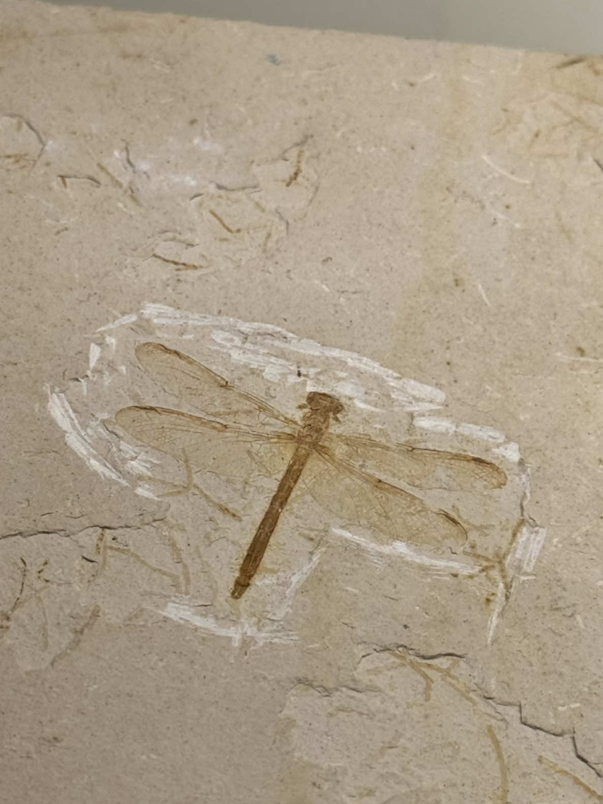 @AidansFossils.Fish.Minerals