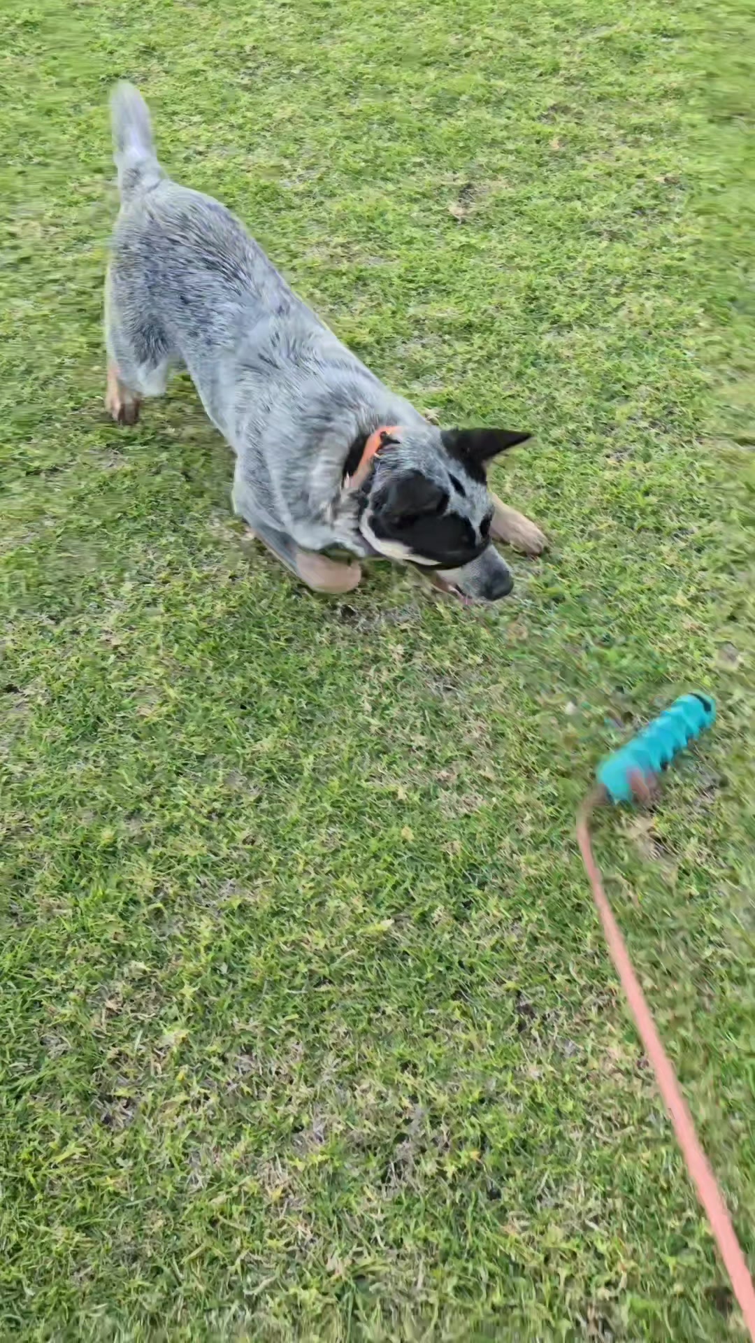 @🐎🐕CHLOE🐕🐎