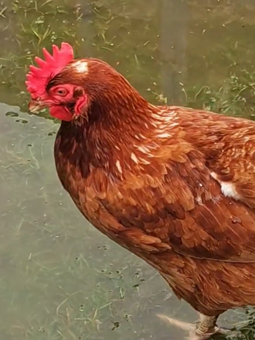 @Waterhouses Wildlife Rescue