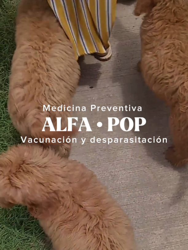 @Alfa Pop