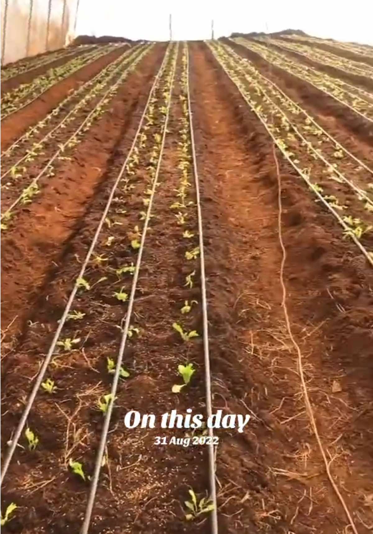 @Ms Kgomotso 🇿🇦 She Farms