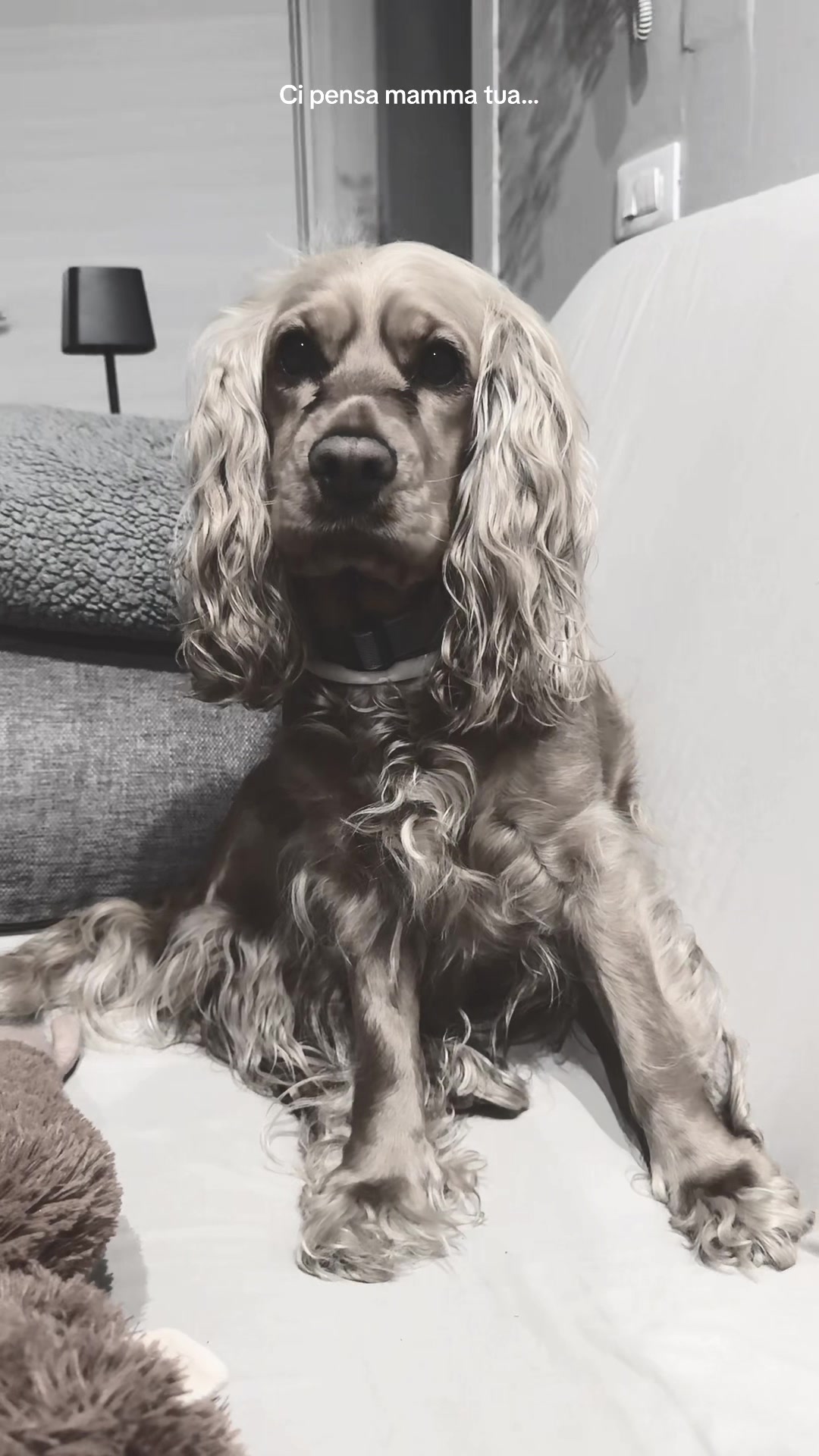 @🌸🐶Pamela Cocker Spaniel🐶🌸