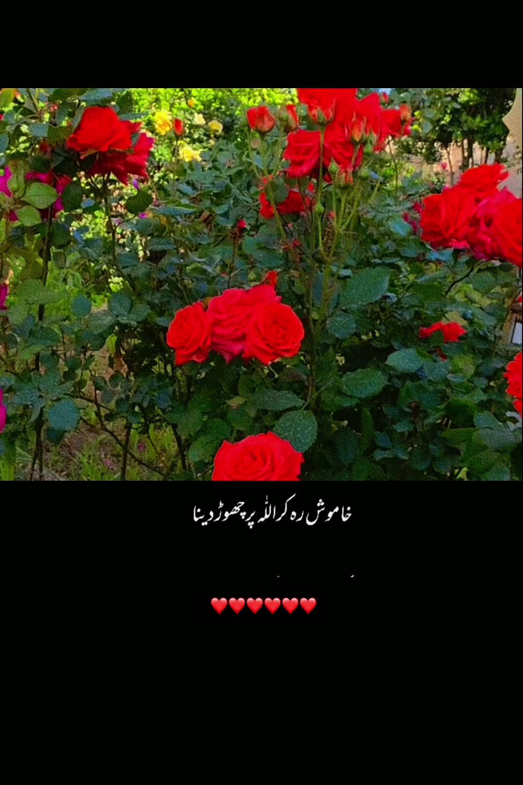 @Nisba786💗🇬🇧🇵🇰