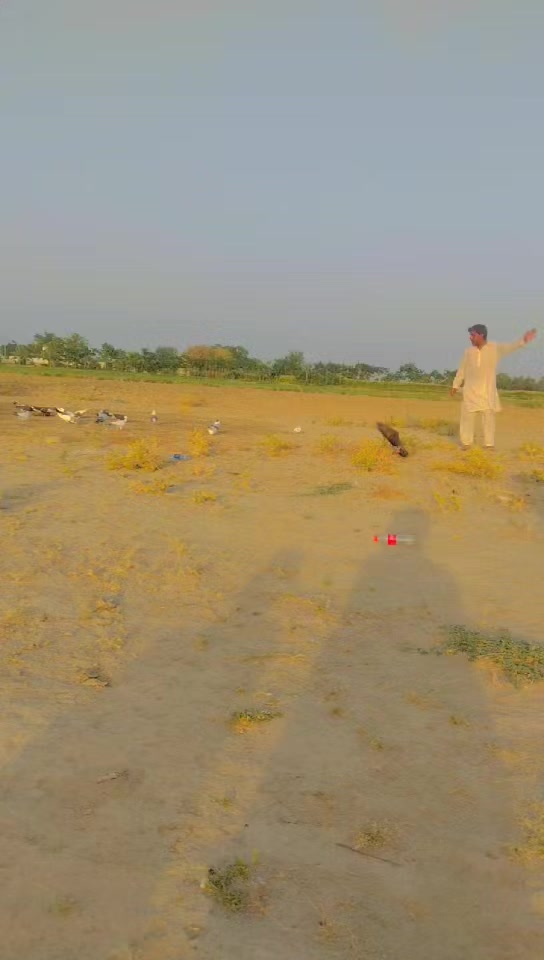 @عدیل رحمن لیہ وال کبوتر باز