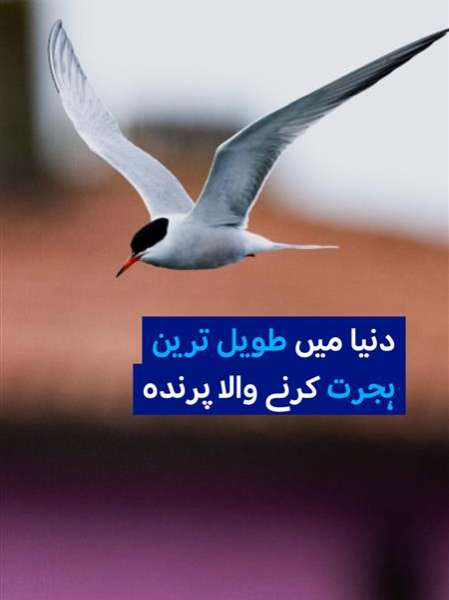@DW Urdu
