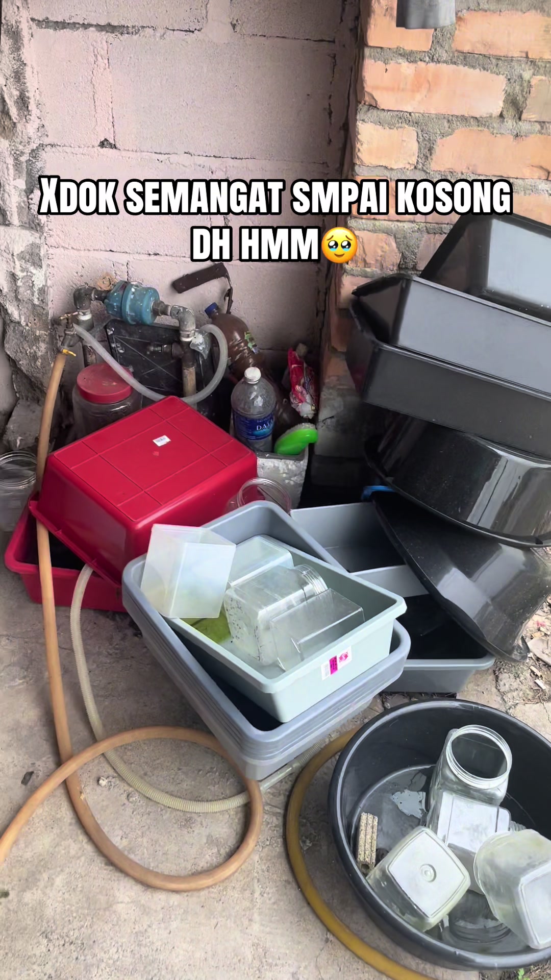 @RULL GUPPY MINI HOUSE🏘️