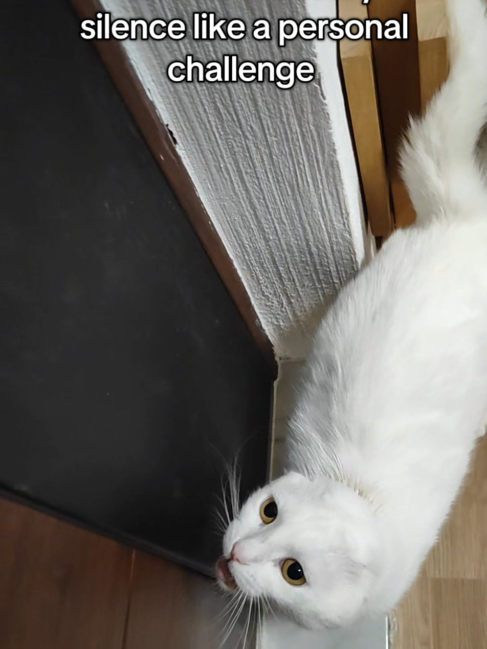 @Fluffy - the persian cat