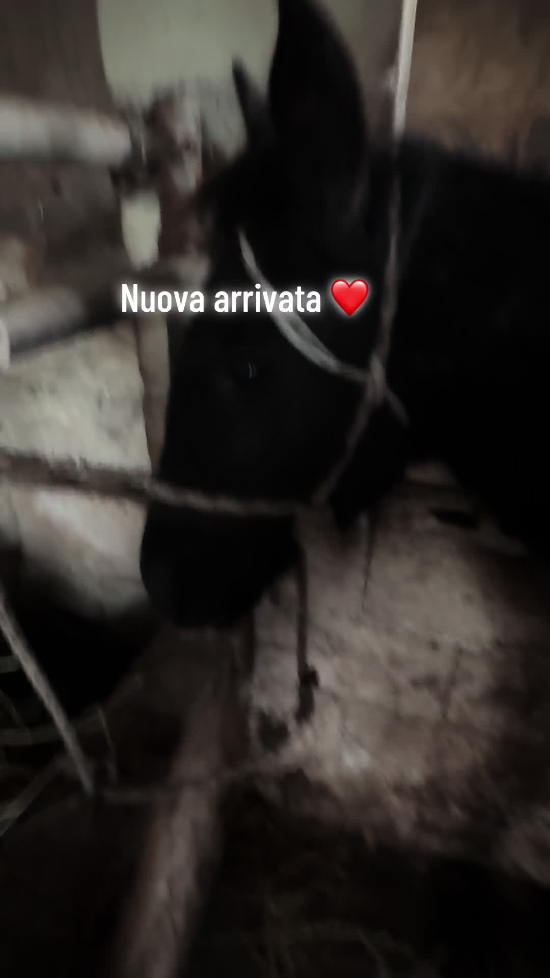 @Francesco Tortorella