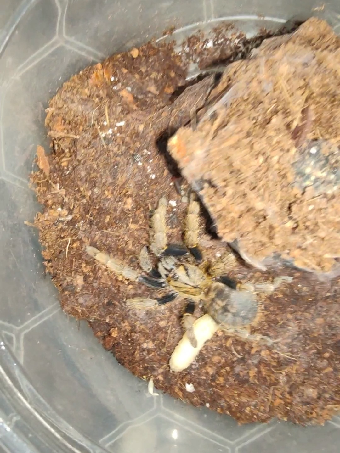 @The Spider Shop