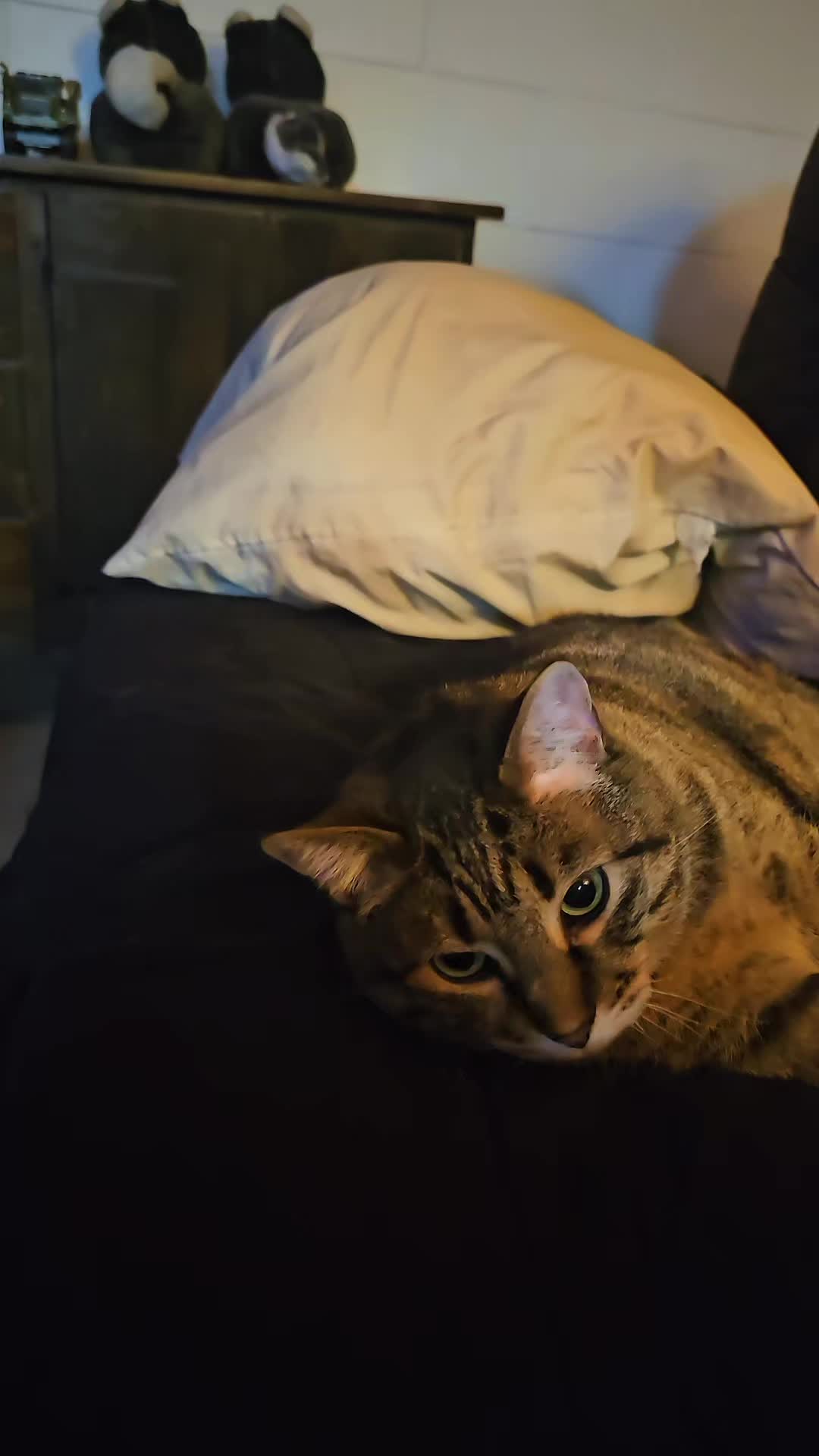 @Eager Cat Dad