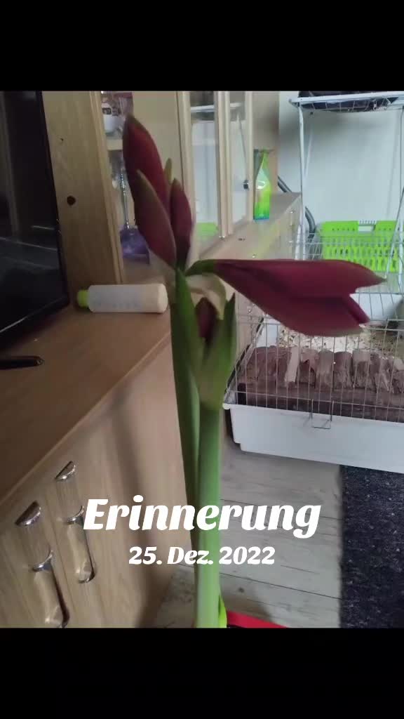 @annemausy🌹🌹