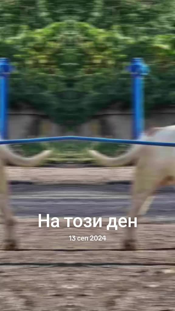 @djakobulls