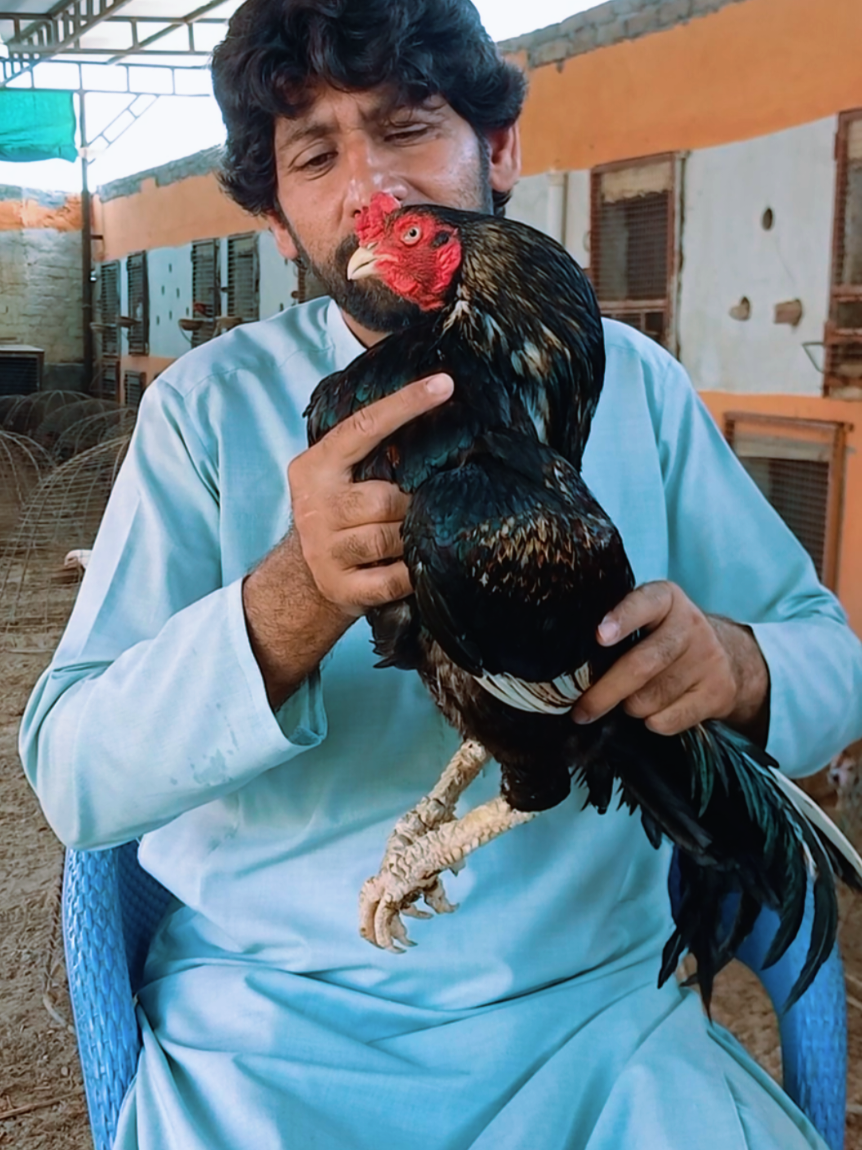 @Sajjad Aseel Farm
