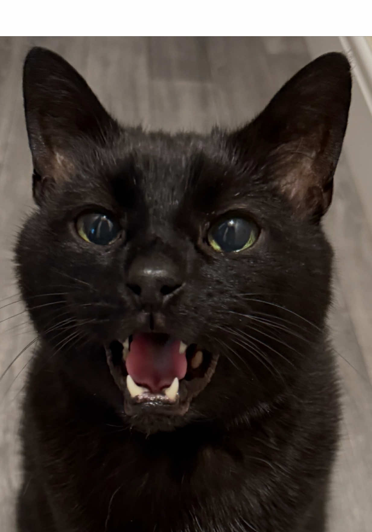 @Teefie_tribe 🐈⬛🐈⬛🐈🦷🦷