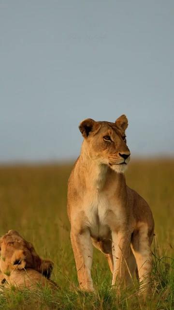 @Guzzicar🦁