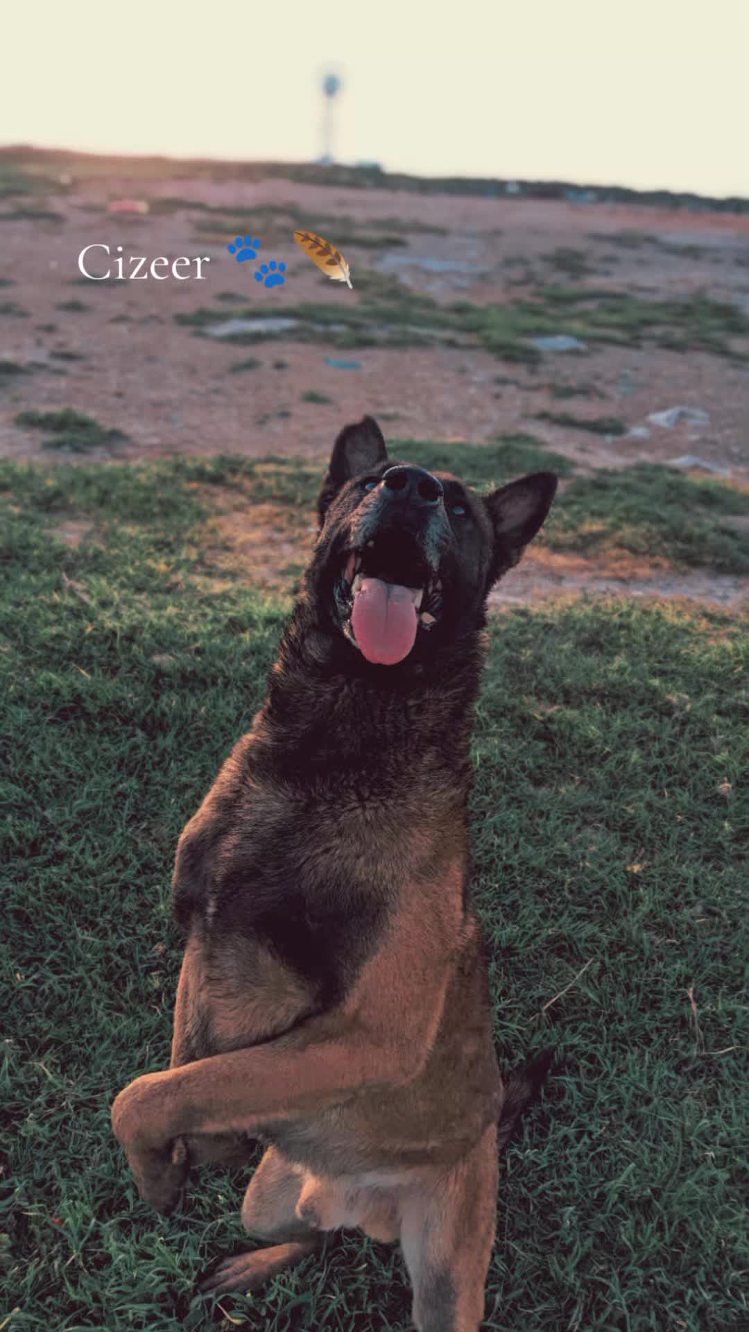 @Cizeer_kiva malinois k9 🐕🦺
