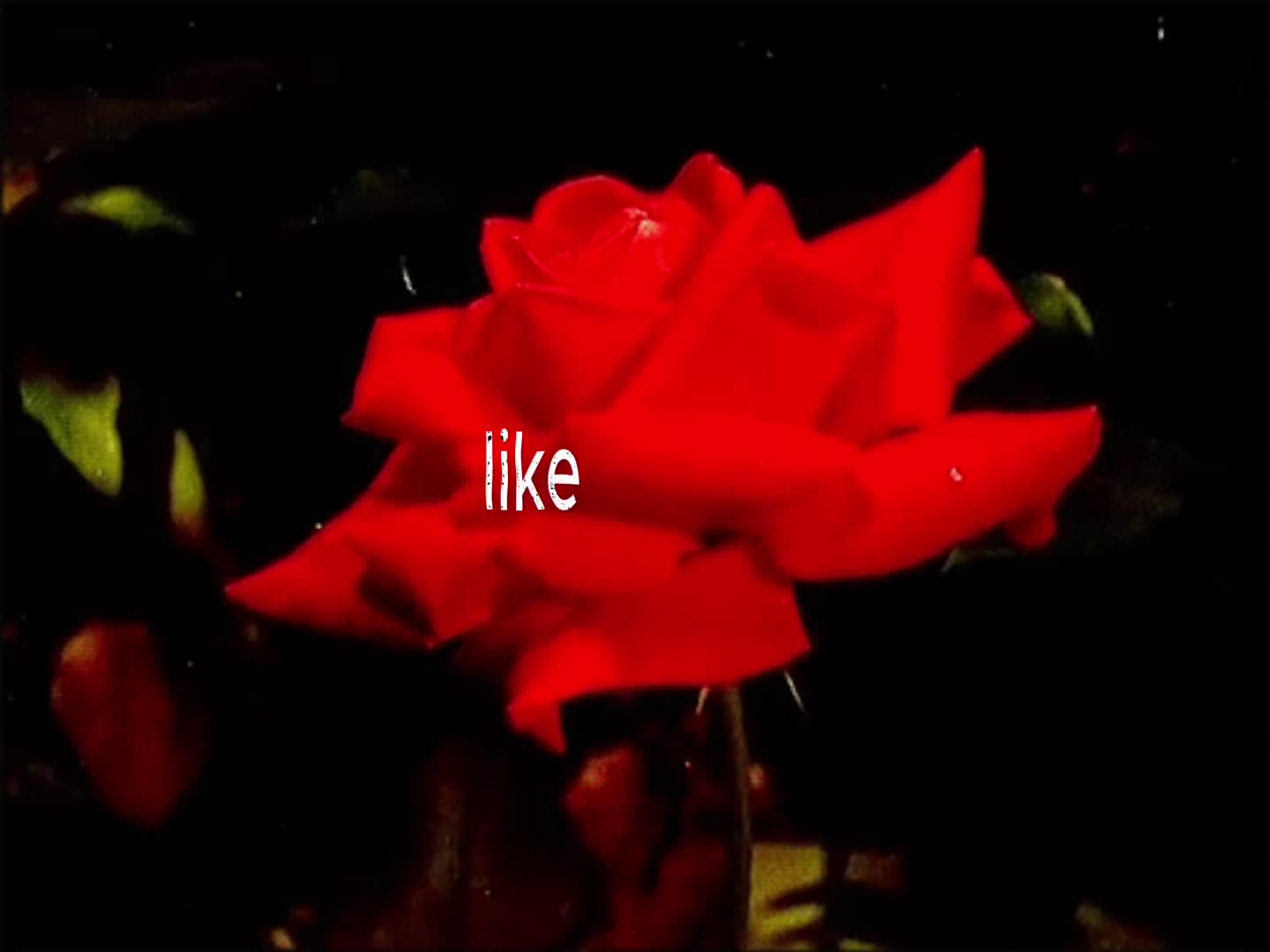 @selenasz⁷