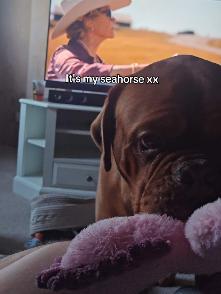 @Diva Dogue Nala