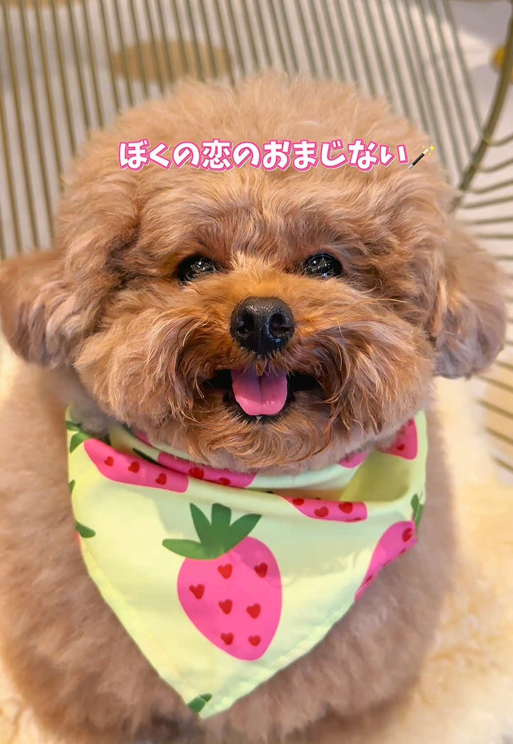 @むぎ🍫🧸