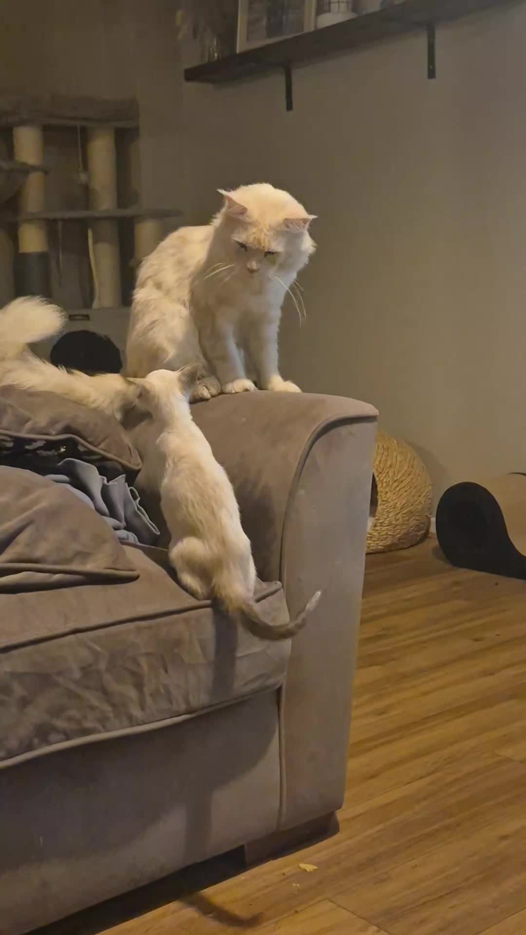 @Sam and the Furbabies
