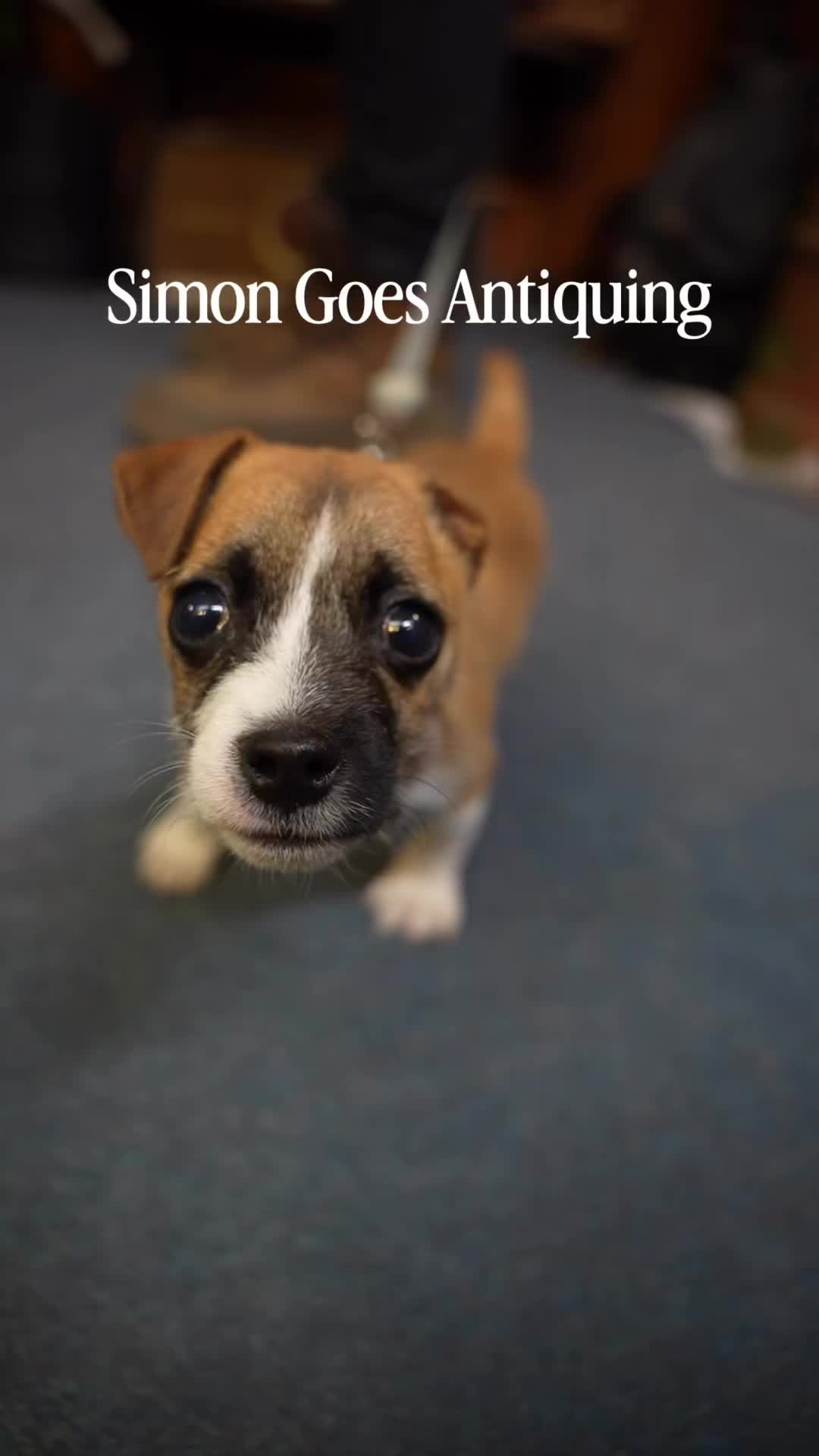 @Amelia the Dog Trainer