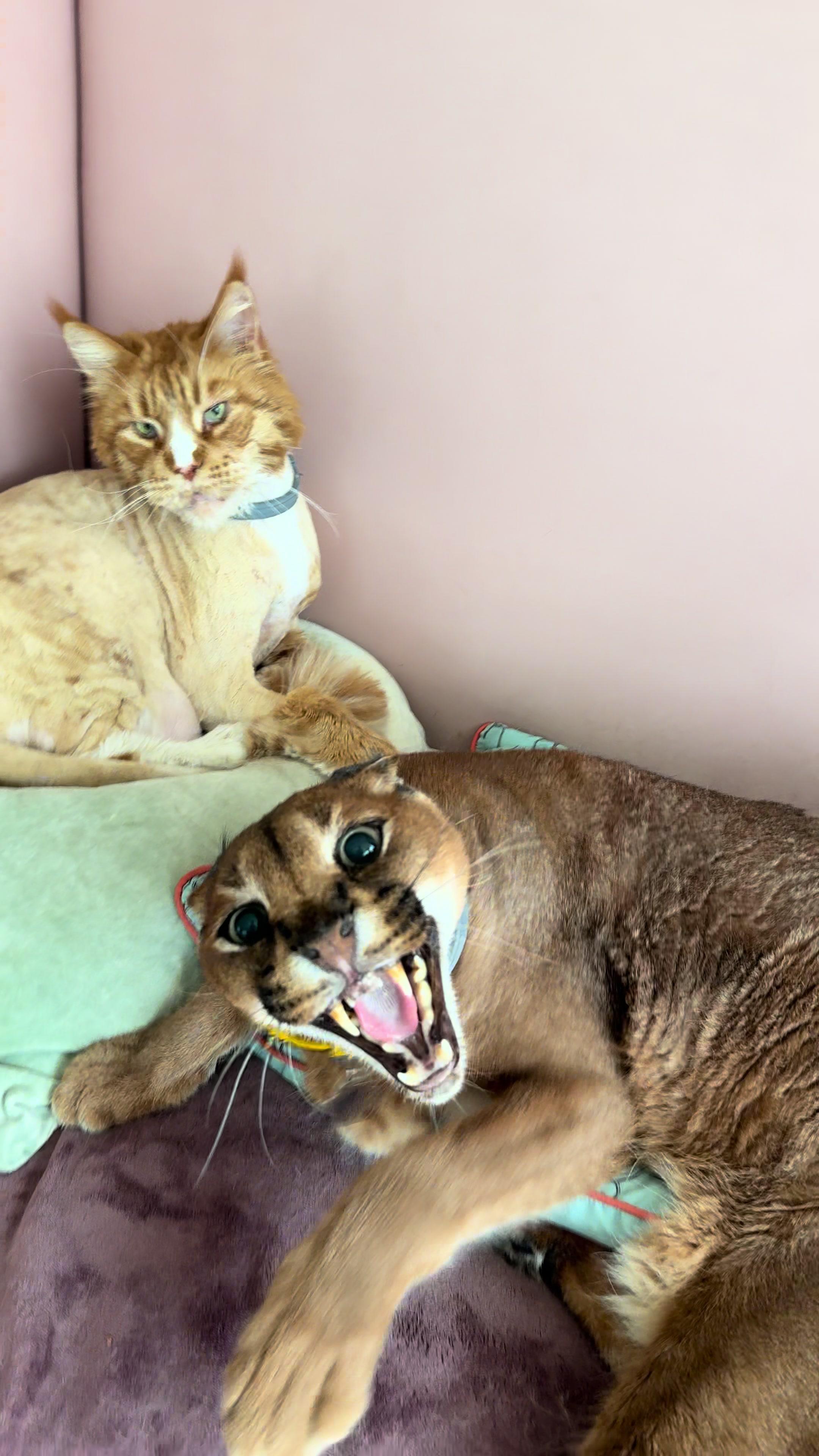 @Pumba Caracal