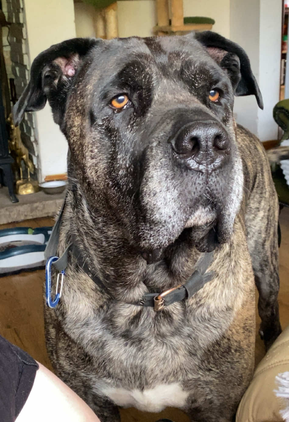 @Mooch 💖🍃 PRESA-CANARIO